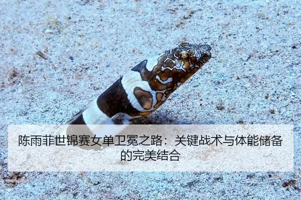 chen-yu-fei-shi-jin-sai-nv-dan-wei-mian-zhi-lu-guan-jian-zhan-shu-yu-ti-neng-chu-bei-de-wan-mei-jie-he-2-856.jpg